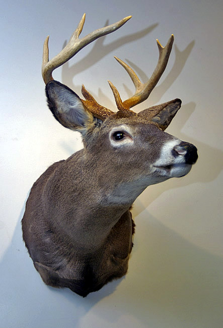 mounted deer head